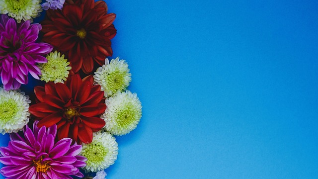 引来观众的 引来观众的