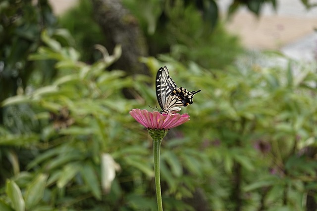 花与上港俱 花与上港俱